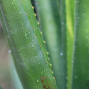 Bienfaits des plantes sur la beauté du visage