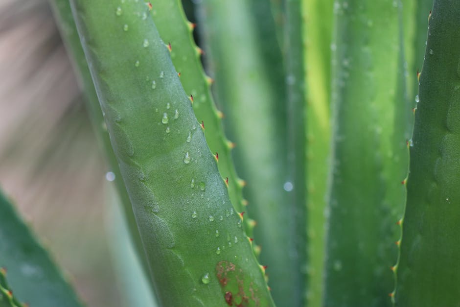 Bienfaits des plantes sur la beauté du visage