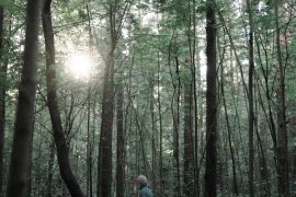Bains de forêt 2026 : 5 preuves scientifiques de leurs bénéfices mentaux