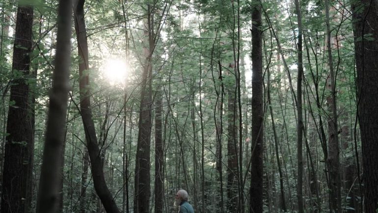 Bains de forêt 2026 : 5 preuves scientifiques de leurs bénéfices mentaux